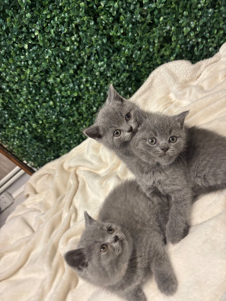 💕British Shorthair Blue Kittens💕