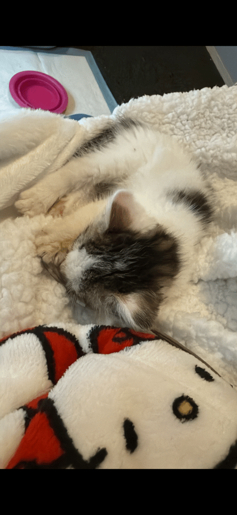 Lovely little kitten 