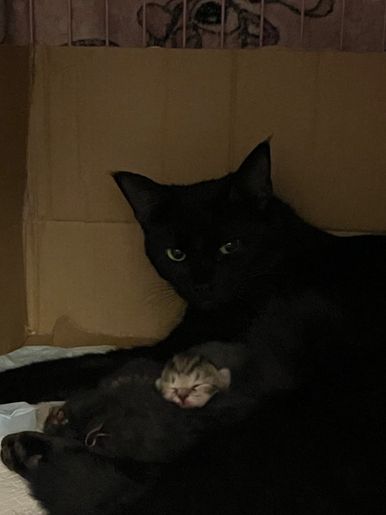 3 KITTENS READY TO GO 