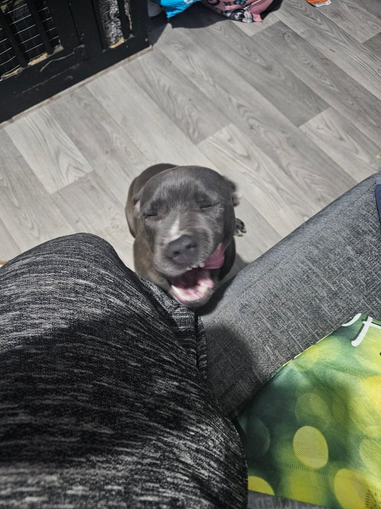  staffordshire bull terrier blue brindle female 