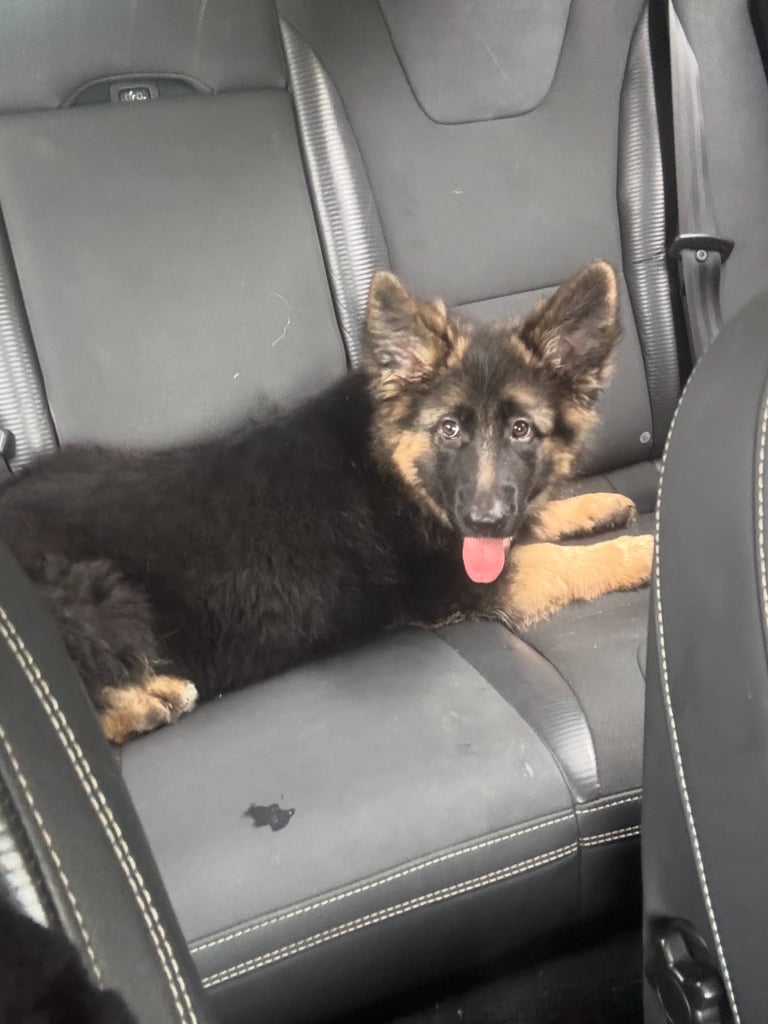 GSD puppy (F)