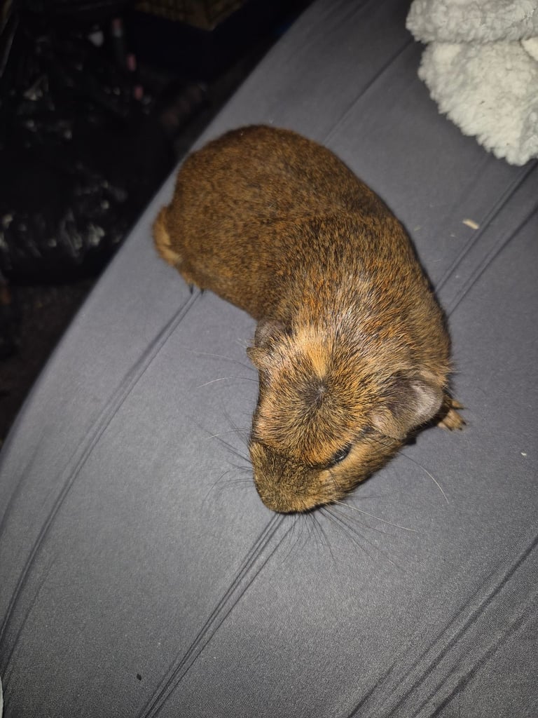 Guinea pigs 