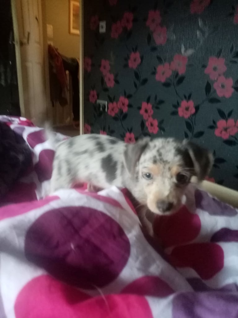 Dachshund miniture