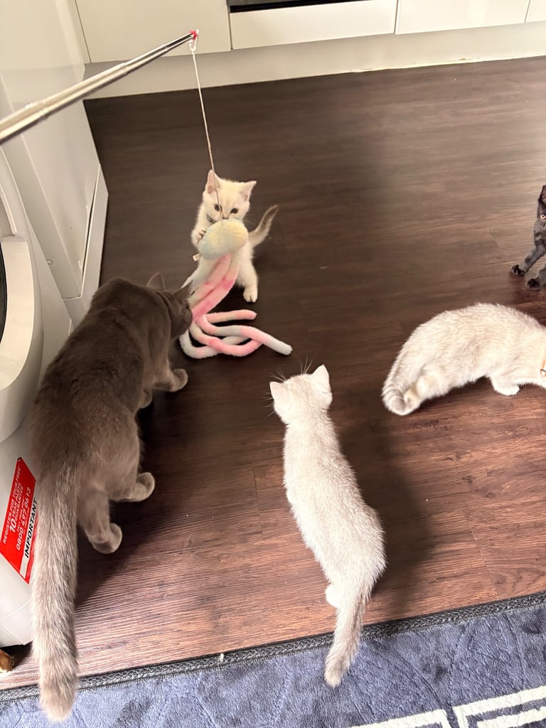 Kitten 