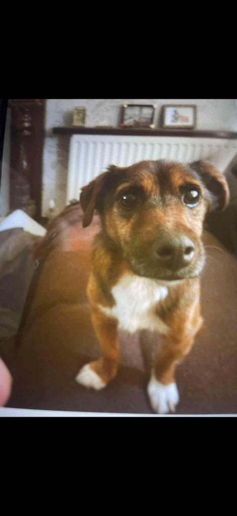 Lost dog ballyduff area. Helping owner. 