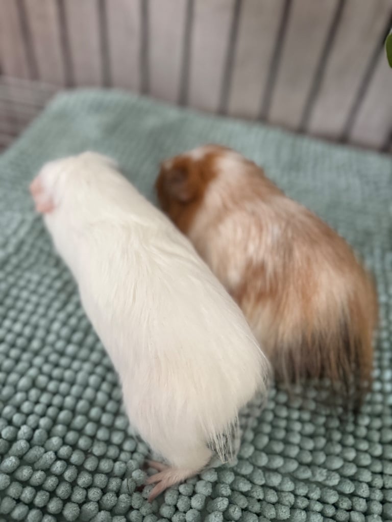 2 guinea pigs 
