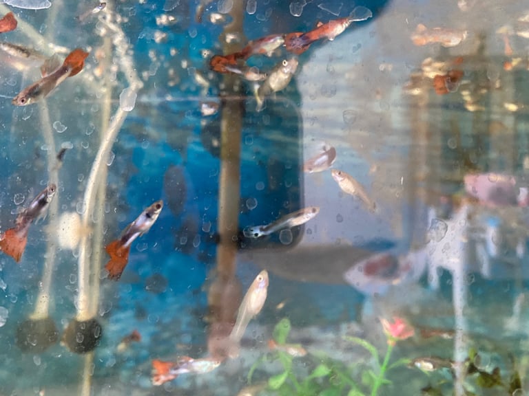 Baby guppies for sale 
