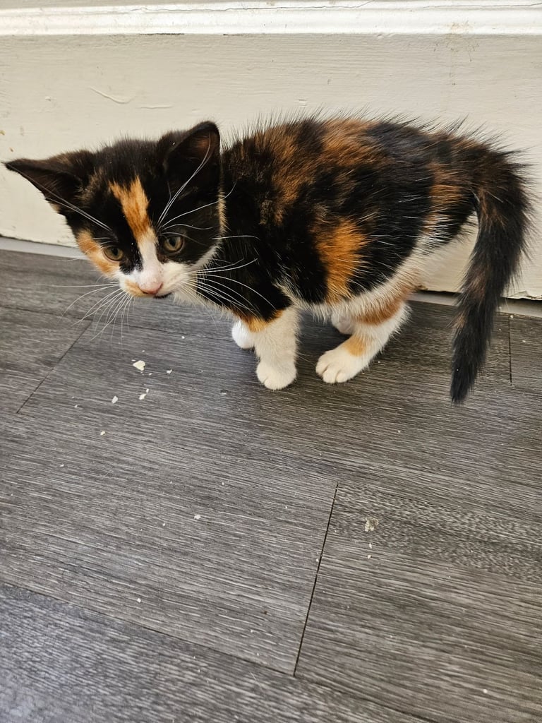 3 female kittens left 💕 
