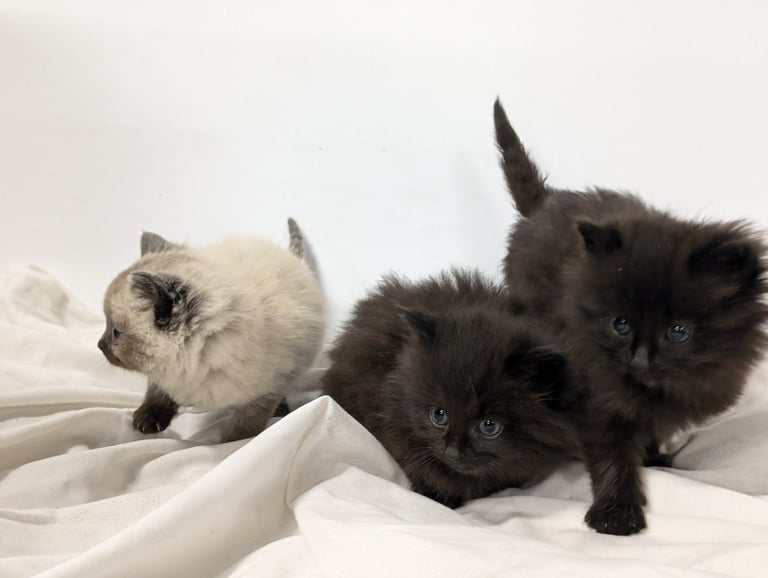 Cross ragdoll kittens x5