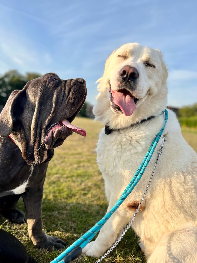 image for 5 Years Old – Friendly & Loyal – Chesham