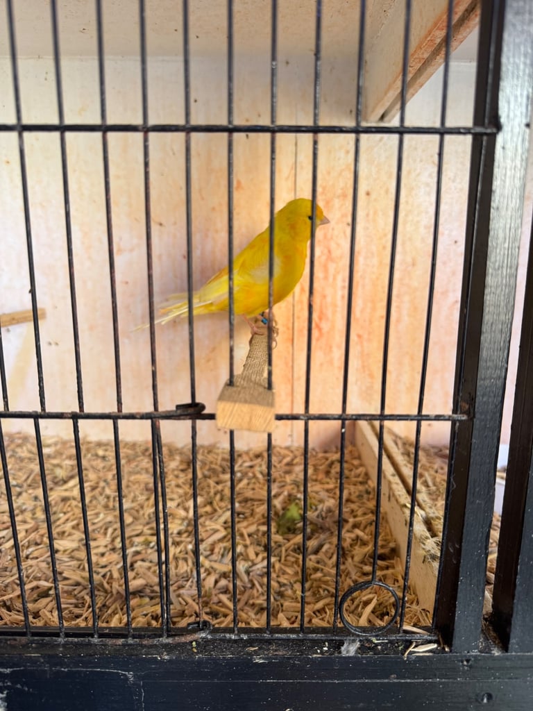Show Quality Canaries
