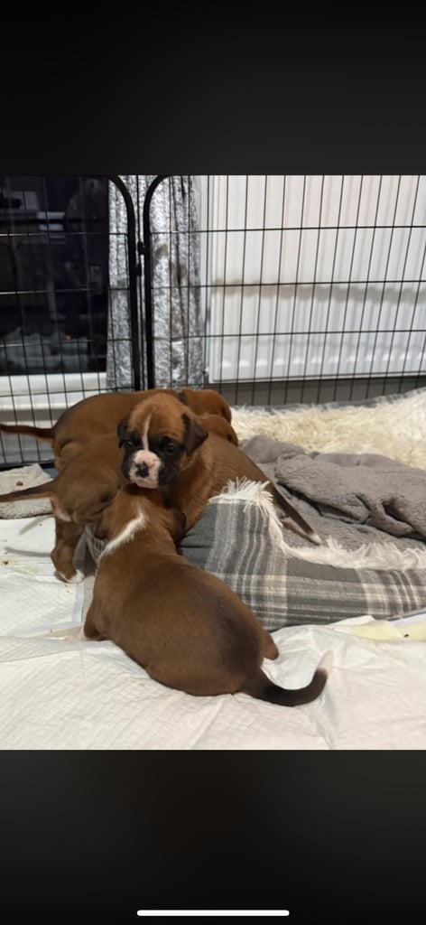Boxer puppies 