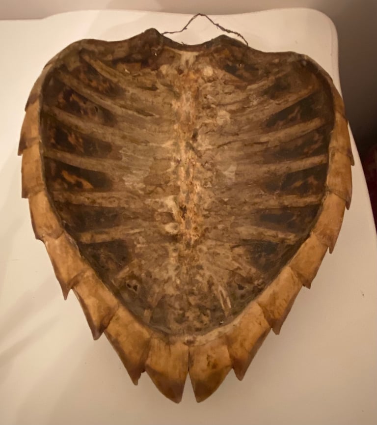 Vintage taxidermy shell