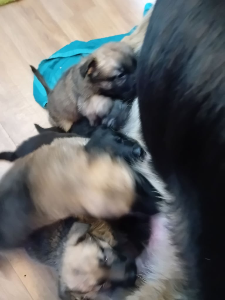 German Shepherd puppies 