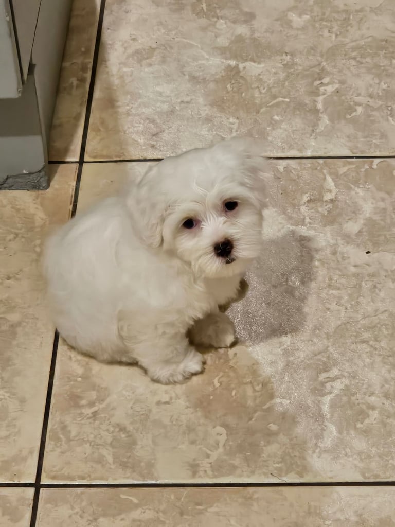 Bichon Maltese