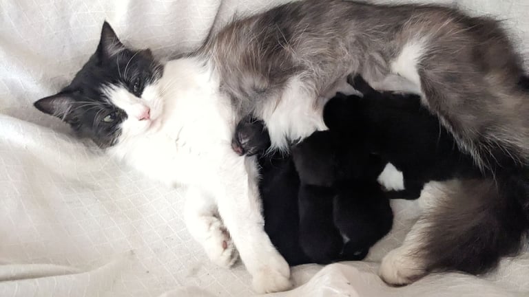 Lovely black kitten for sale 