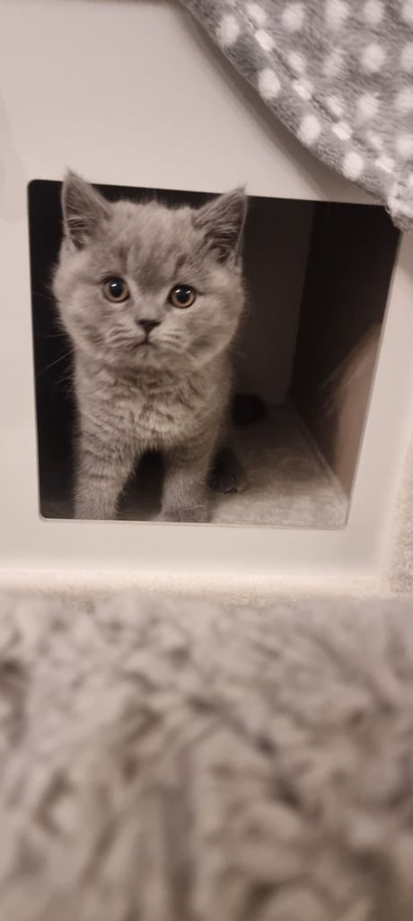 image for British Short Hair Kitten