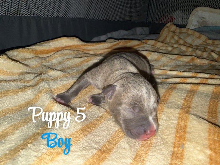 Staffordshire bull terrier puppies