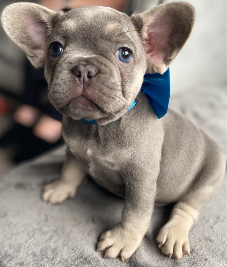 French Bulldog Puppies 