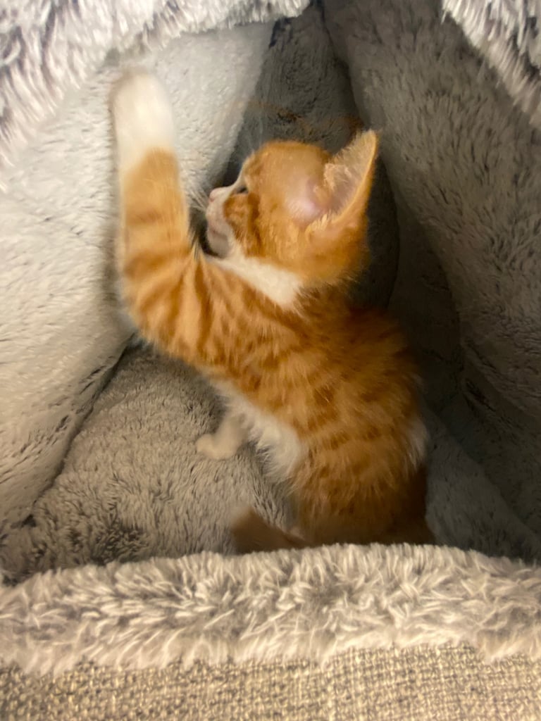 Male White And Ginger Kitten Ready For A New Home 🏡 