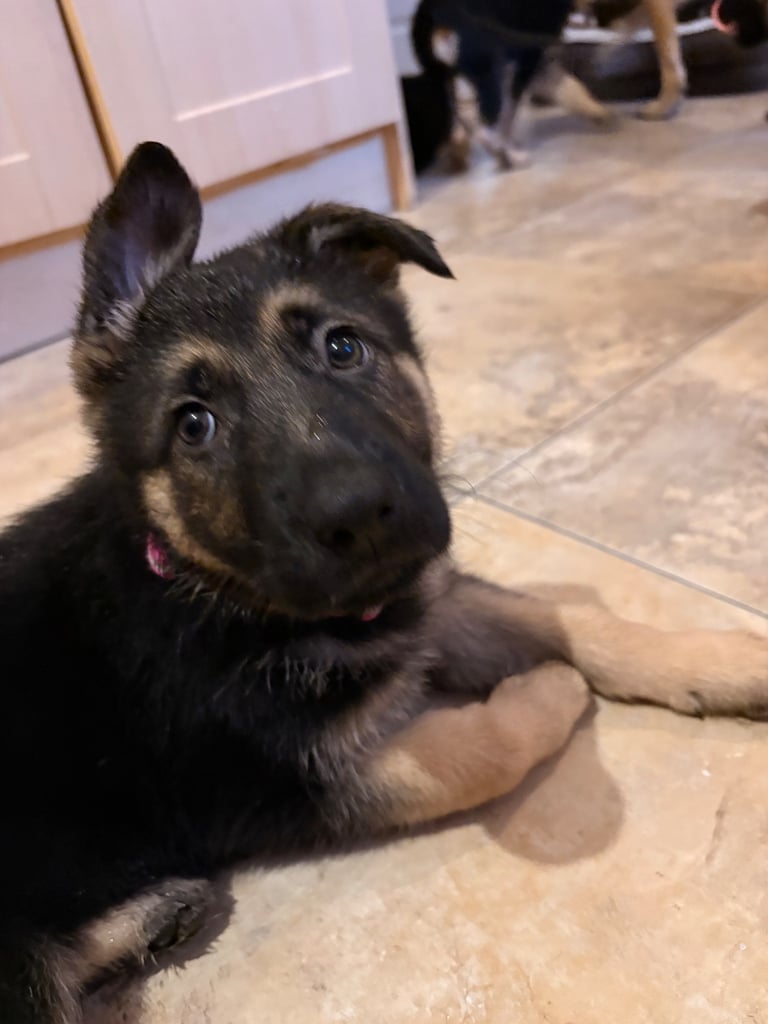 Stunning German Shepherd puppies