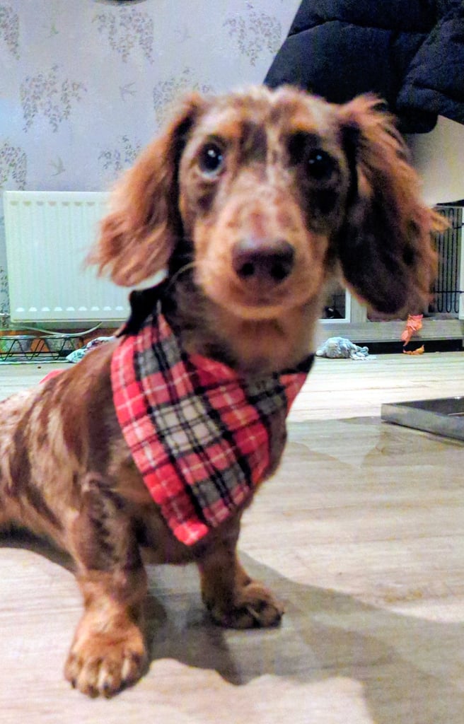 image for Homemade Doggy bandanas