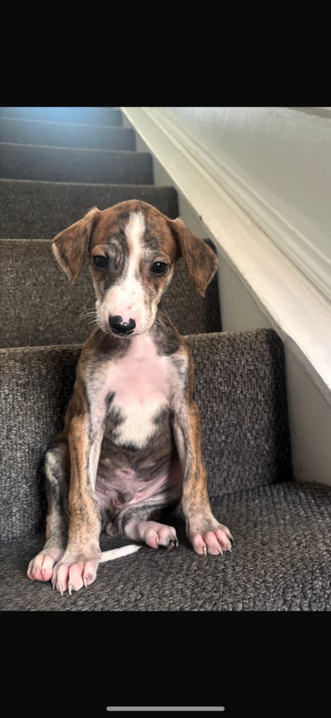 Saluki grey hound pups