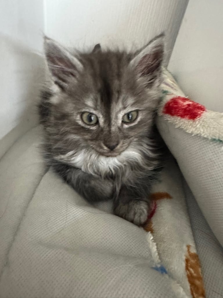 5 kittens ready for forever homes 