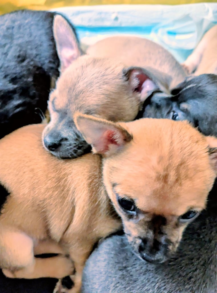Chihuahua & chug puppies 