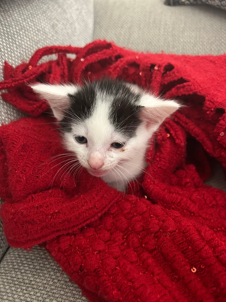Kittens looking for a forever home