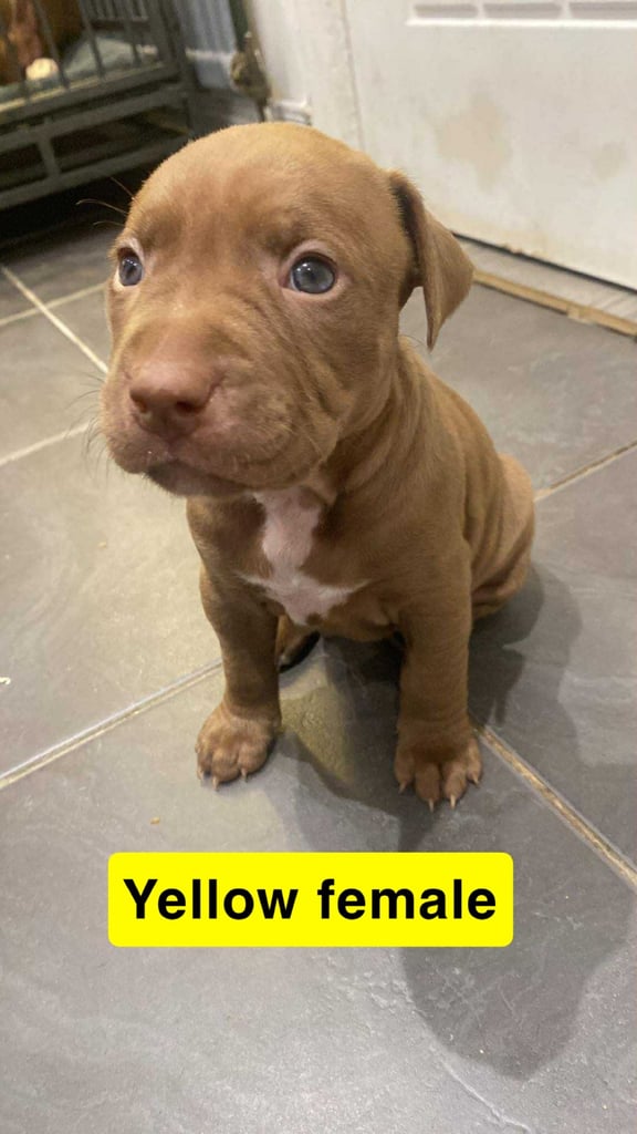 Staffy mix pups