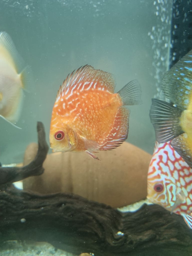 Discus Fish.        