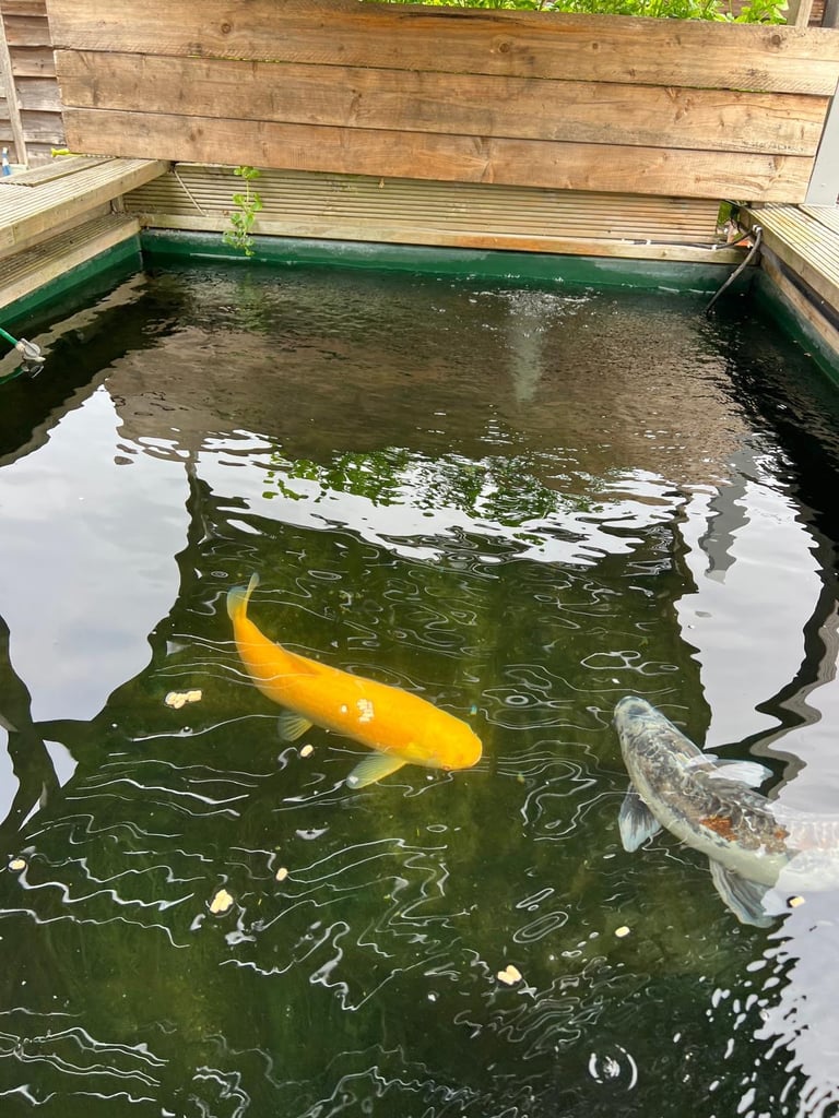 image for Koi Carp