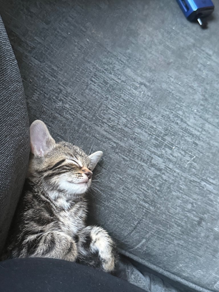 Beautiful tabby girl 