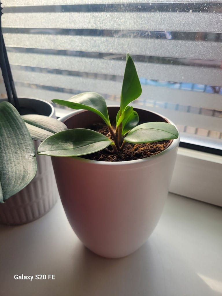 image for Plant in the ceramic pot 