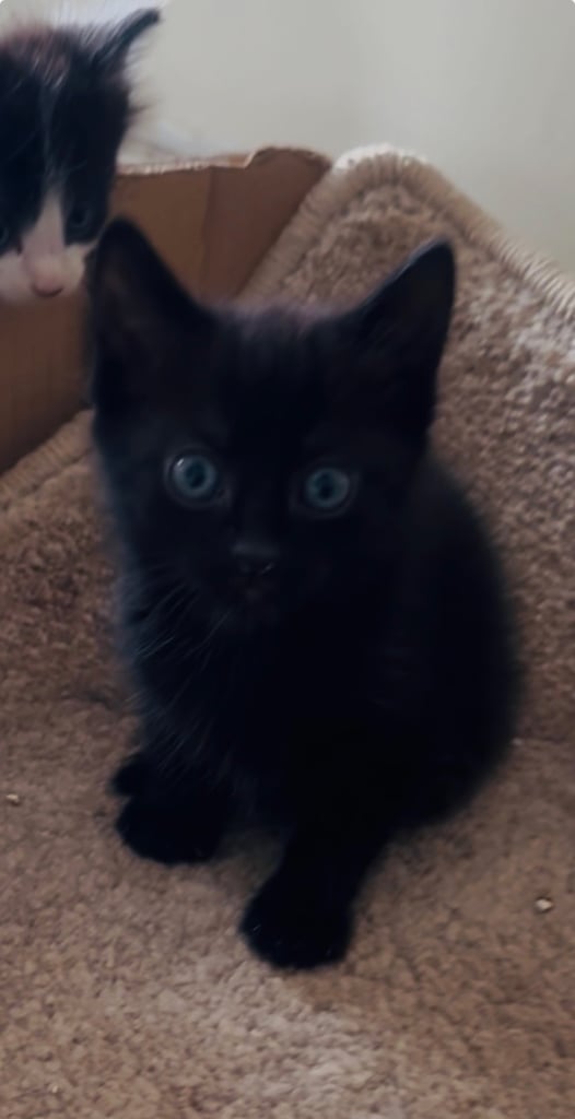 4 beautiful kittens ready to leave 