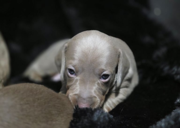 Perfect puppys 
