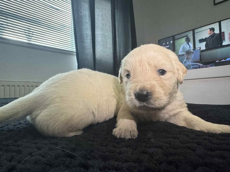 3 Golden Retriver Puppy’s 