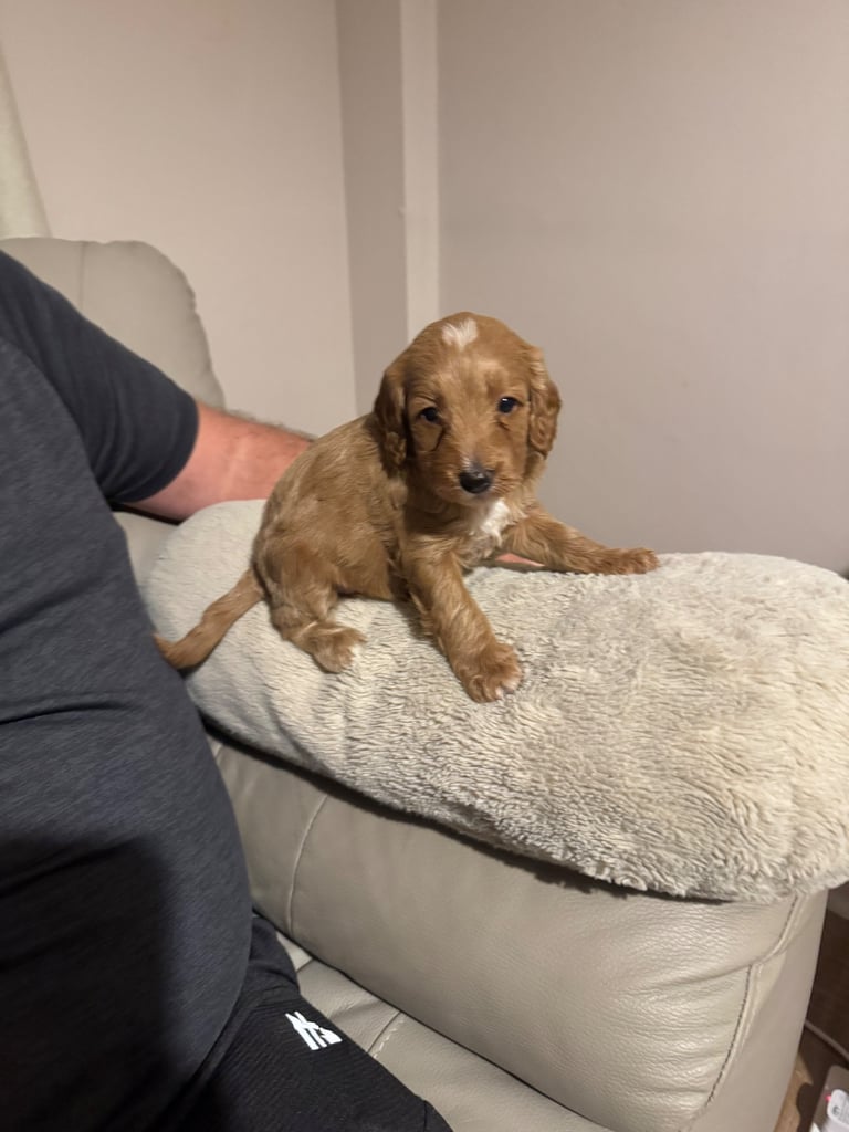 Stunning f1b cockapoo pup