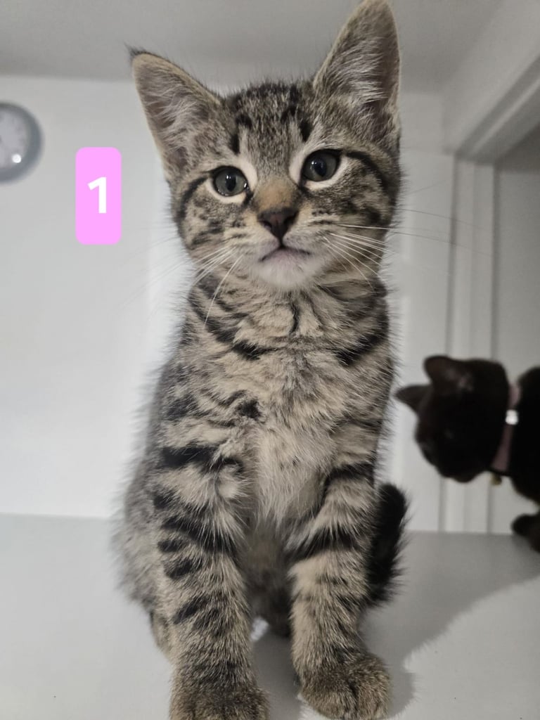 Kittens