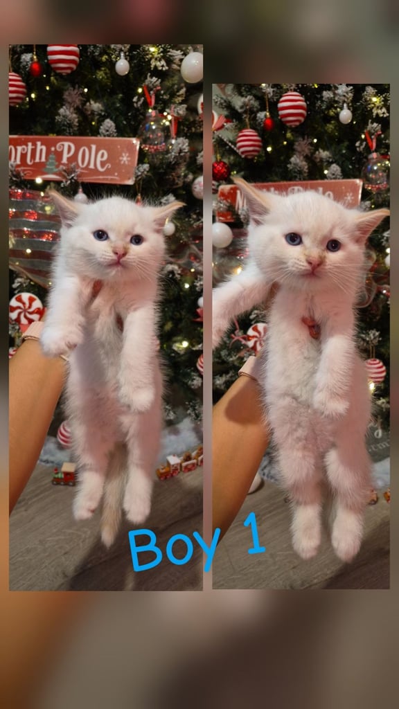 image for Beautiful Kittens 🐾