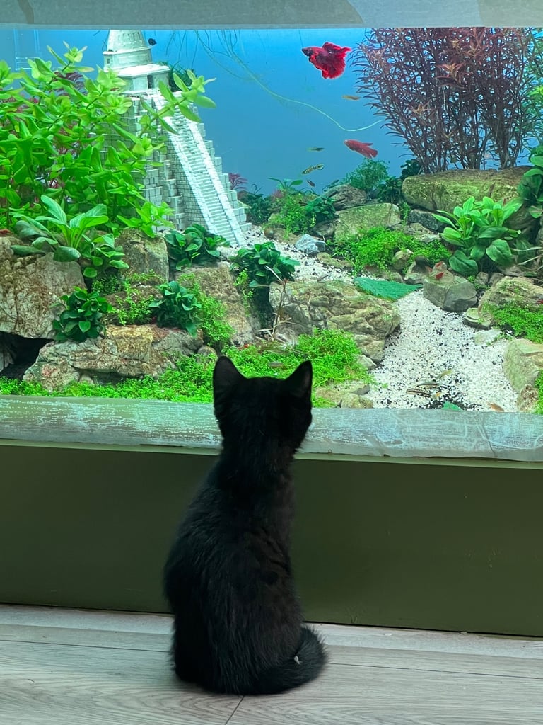 Ragdoll mix (available Now) reserved 