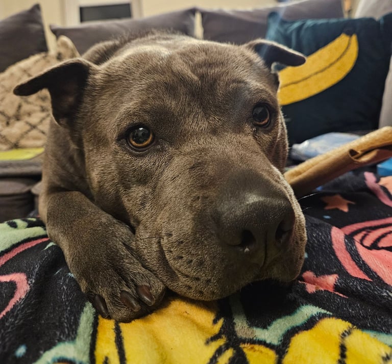 Shar Pei cross looking new home