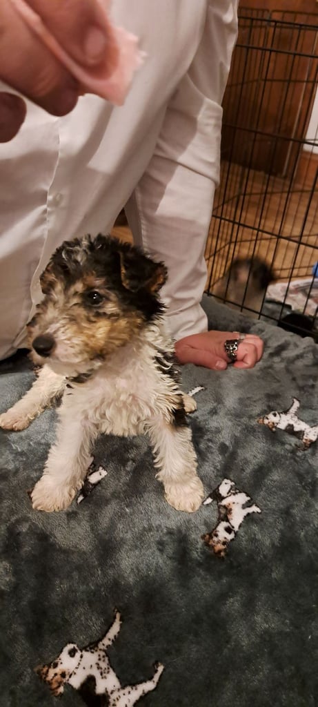 Wire haired fox terrier puppies 