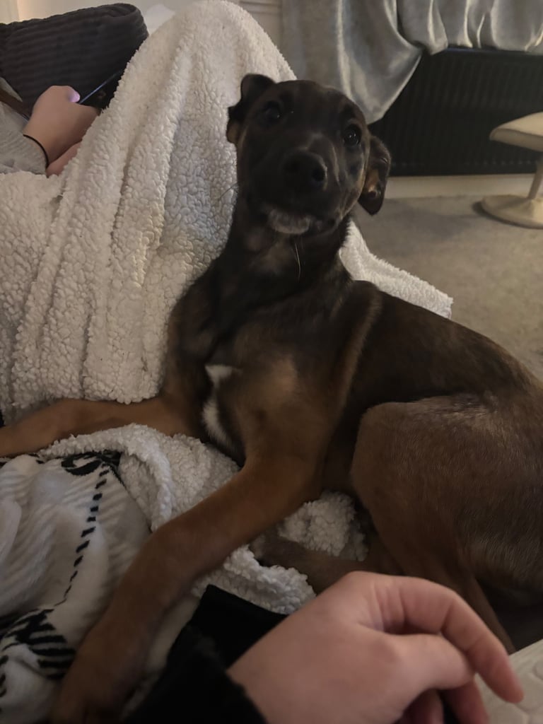 Belgin x greyhound boy puppy for sale 