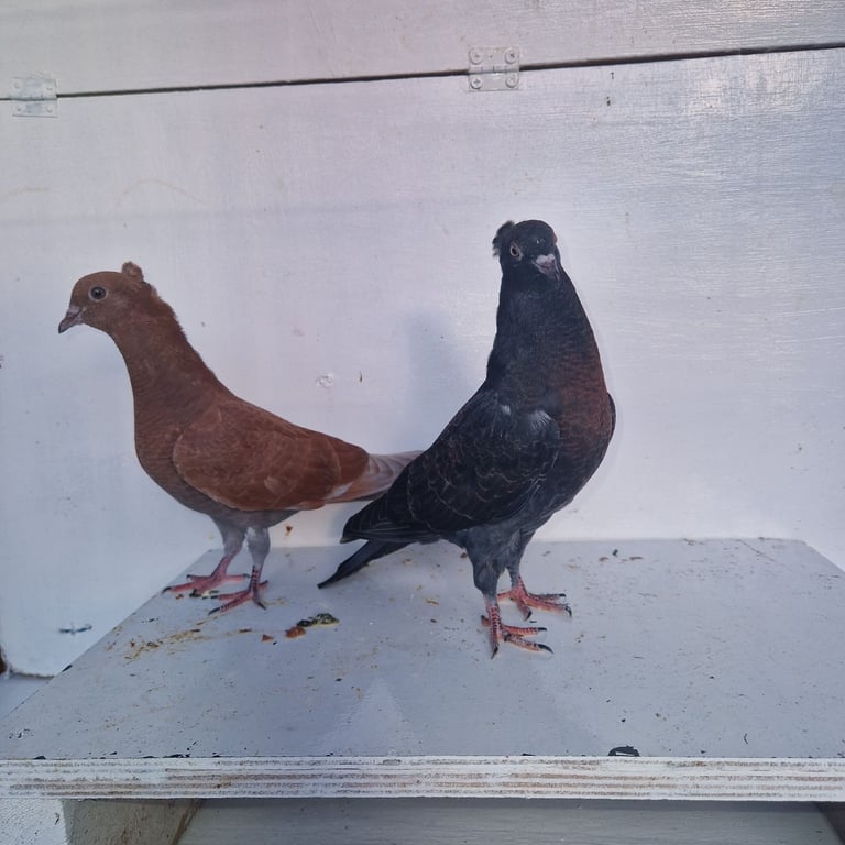 Serbian highflyers for sale 