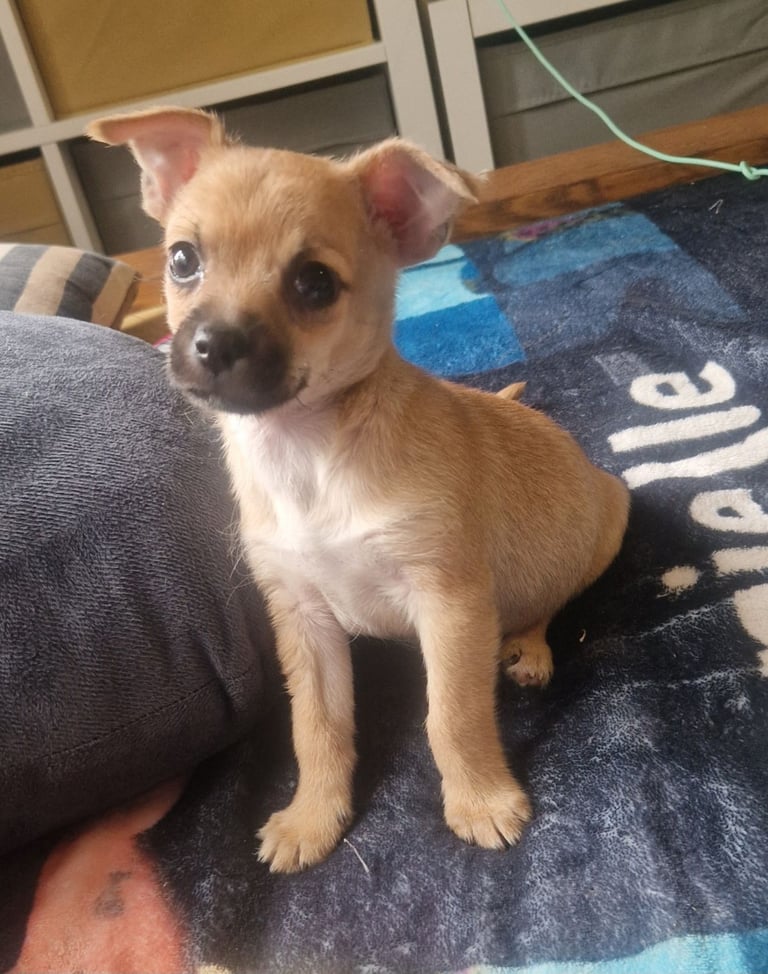 Beautiful little boy 