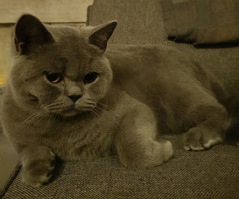 British Shorthair Cat age 3 (Pedigree Blue British BRI a)