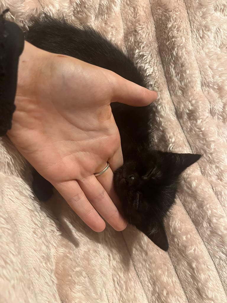 beautiful kittens 