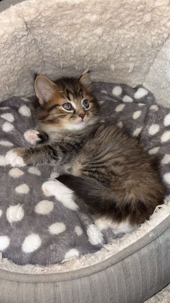 image for Adorable 9 Week Old Female Siberian Kitten 
